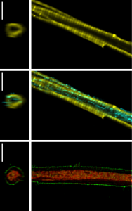 Morphology of trout cardiomyocytes. 