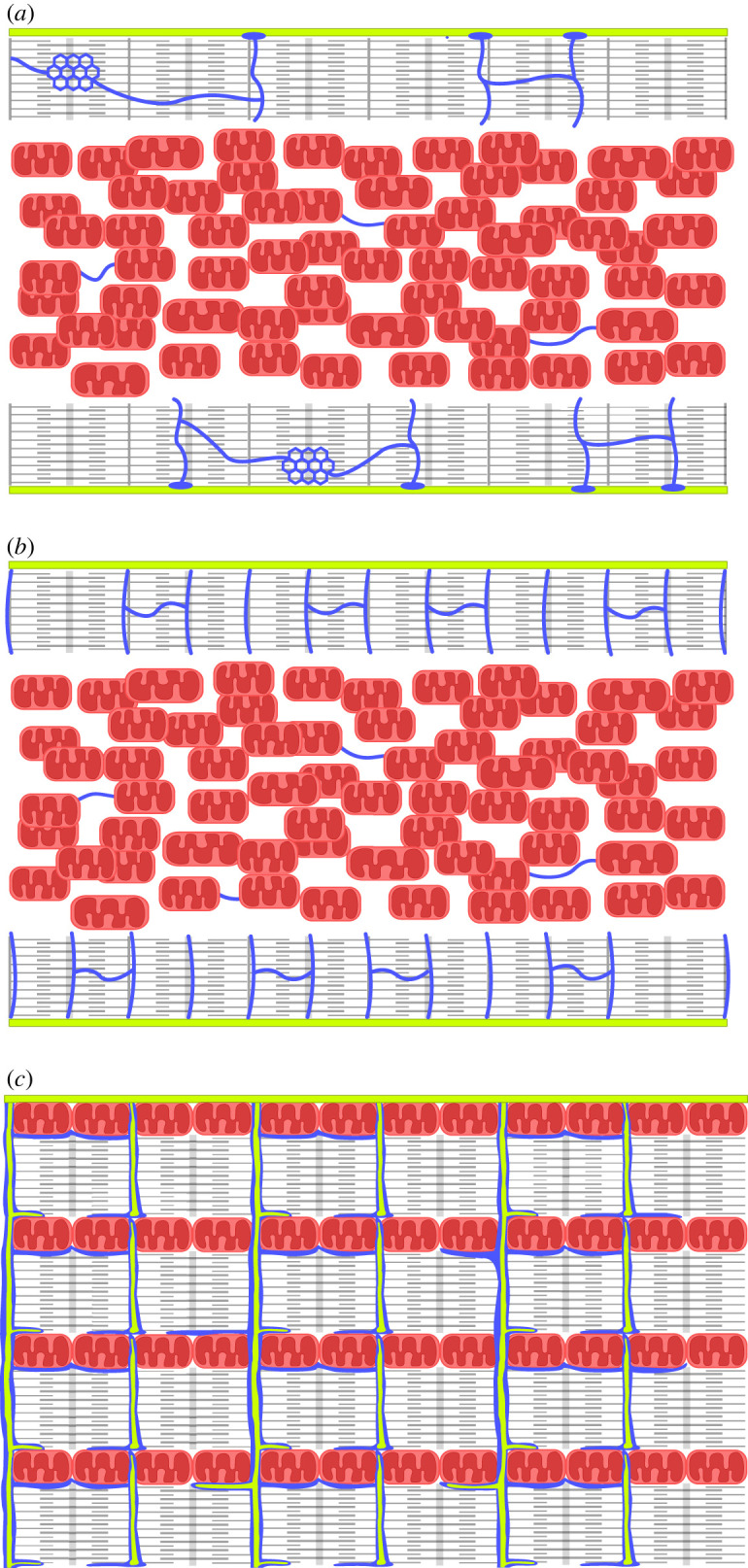 Ontogeny of cardiomyocytes: ultrastructure optimization to meet the demand for tight communication in excitation-contraction coupling and energy transfer