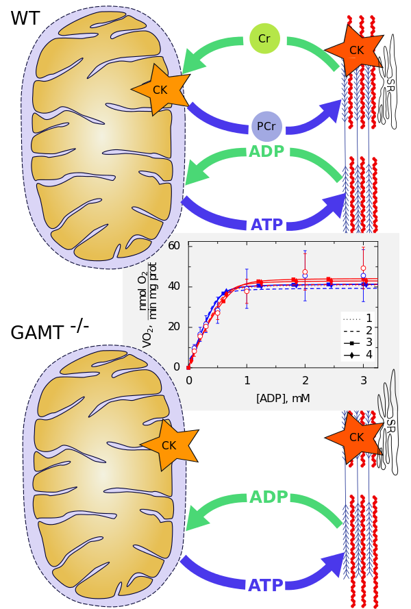 Unchanged mitochondrial organization and compartmentation of high-energy phosphates in creatine-deficient GAMT-/- mouse hearts