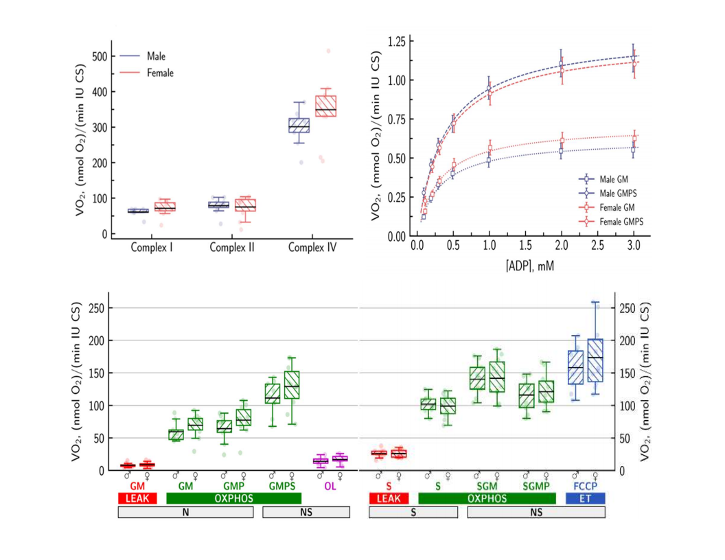 Respiration of permeabilized cardiomyocytes from mice: no sex differences, but substrate-dependent changes in the apparent ADP-affinity