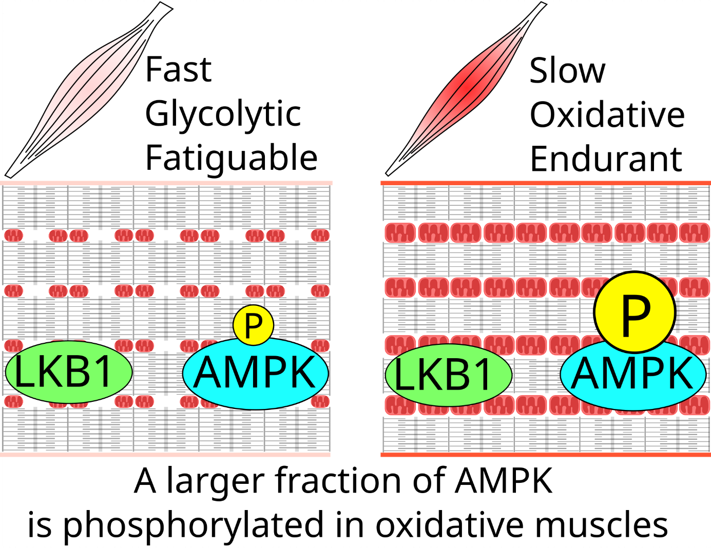 Higher AMPK activation in mouse oxidative compared with glycolytic muscle does not correlate with LKB1 or CaMKKβ expression