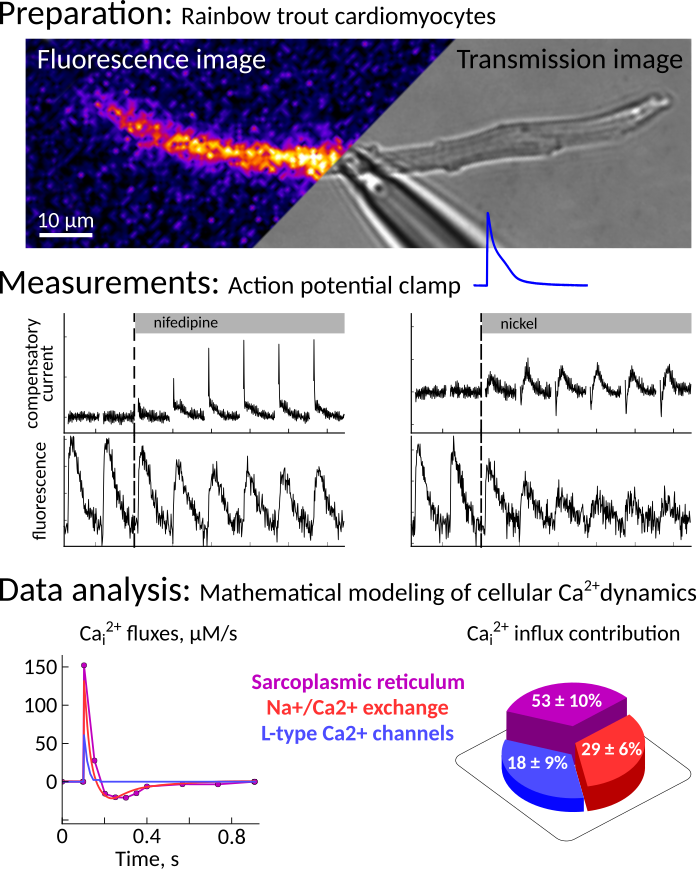 Revealing calcium fluxes by analyzing inhibition dynamics in action potential clamp