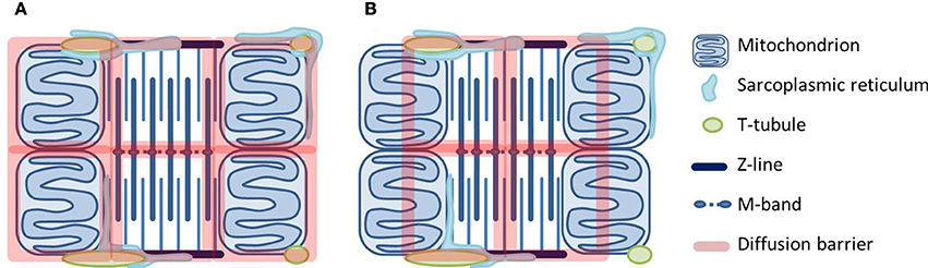The location of energetic compartments affects energetic communication in cardiomyocytes