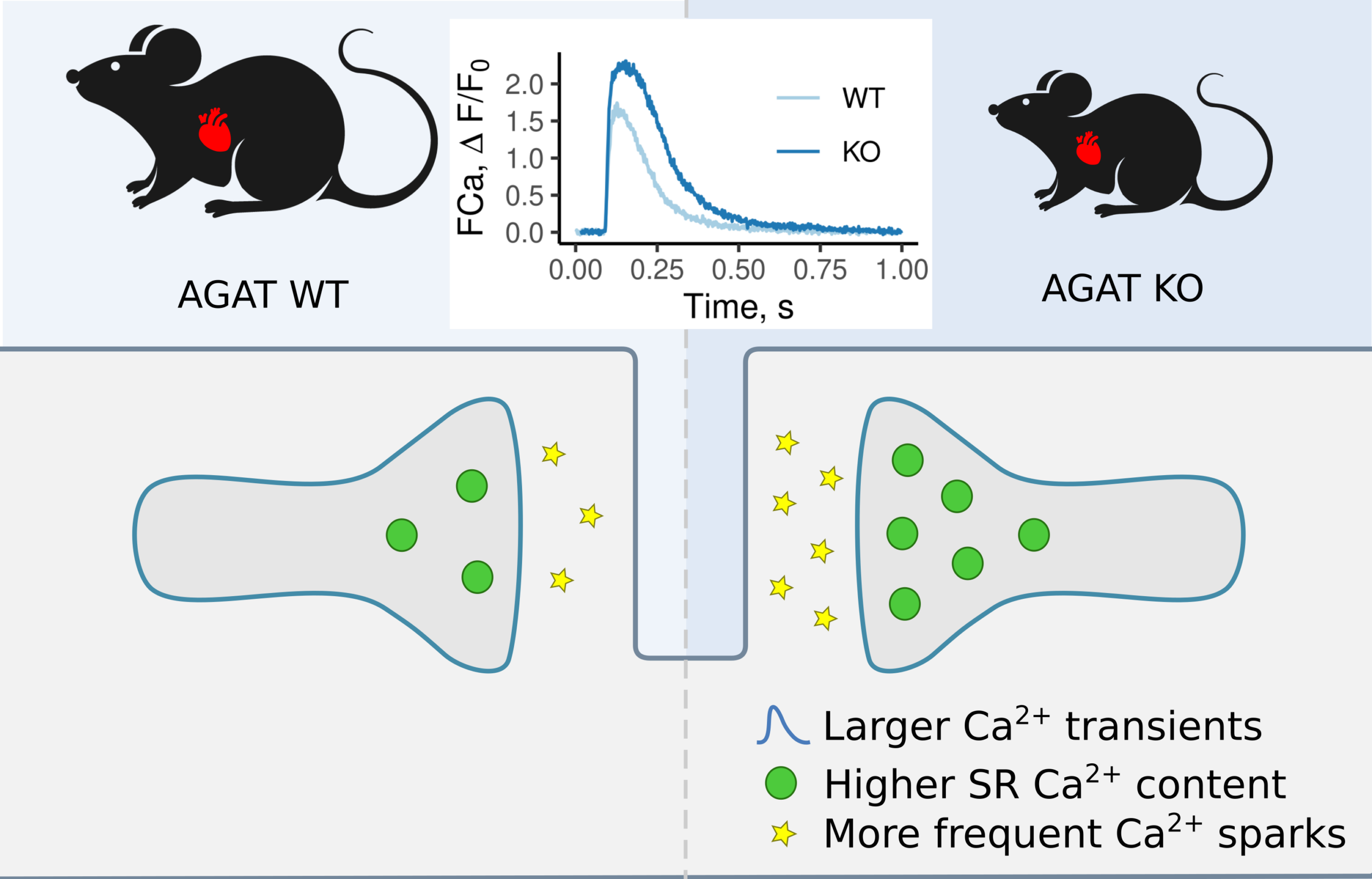 Lifelong creatine deficiency leads to augmented sarcoplasmic reticulum calcium release but not heart failure
