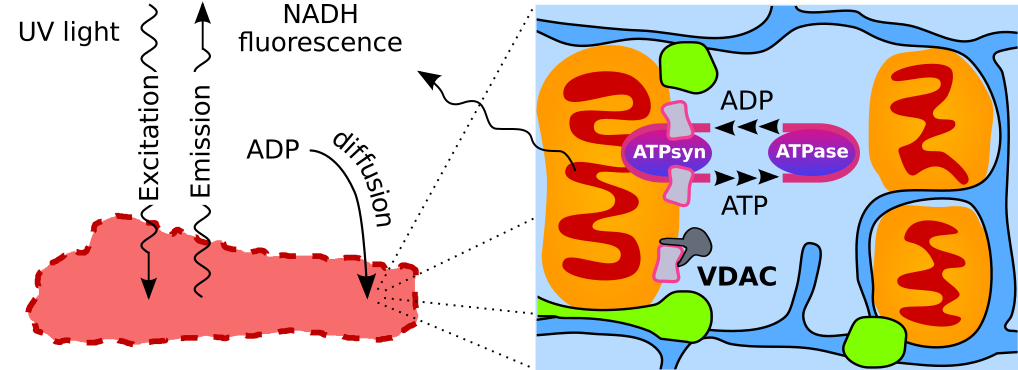Restricted ADP movement in cardiomyocytes: Cytosolic diffusion obstacles are complemented with a small number of open mitochondrial voltage-dependent anion channels