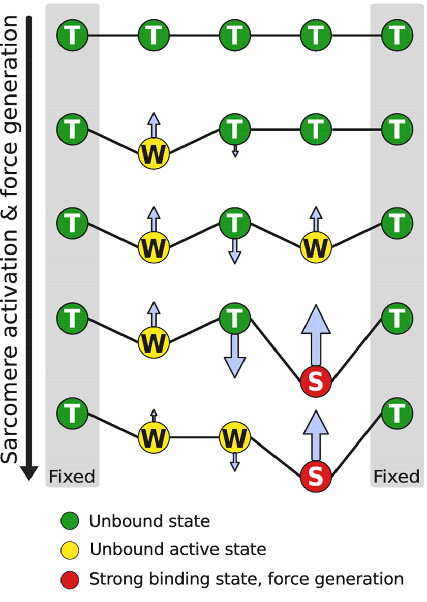 Cross-Bridge Group Ensembles Describing Cooperativity in Thermodynamically Consistent Way