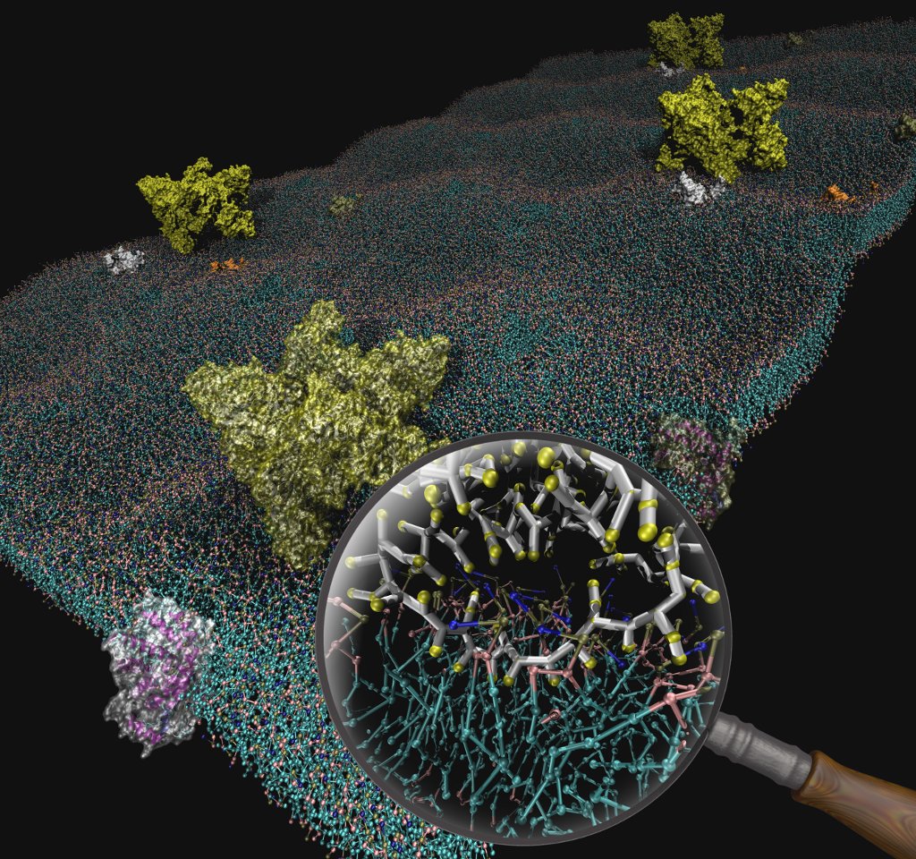 Molecular dynamics simulations of creatine kinase and adenine nucleotide translocase in mitochondrial membrane patch