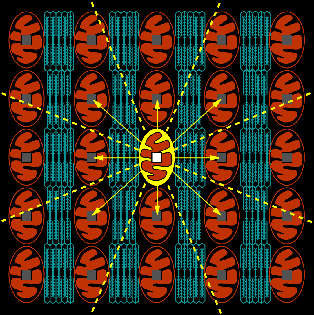 Three-dimensional mitochondrial arrangement in ventricular myocytes: from chaos to order