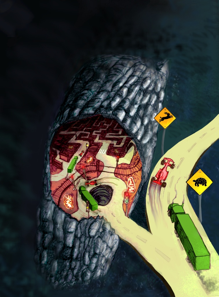 Analysis of molecular movement reveals latticelike obstructions to diffusion in heart muscle cells