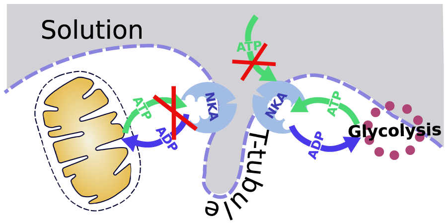 Tight coupling of Na+/K+-ATPase with glycolysis demonstrated in permeabilized rat cardiomyocytes