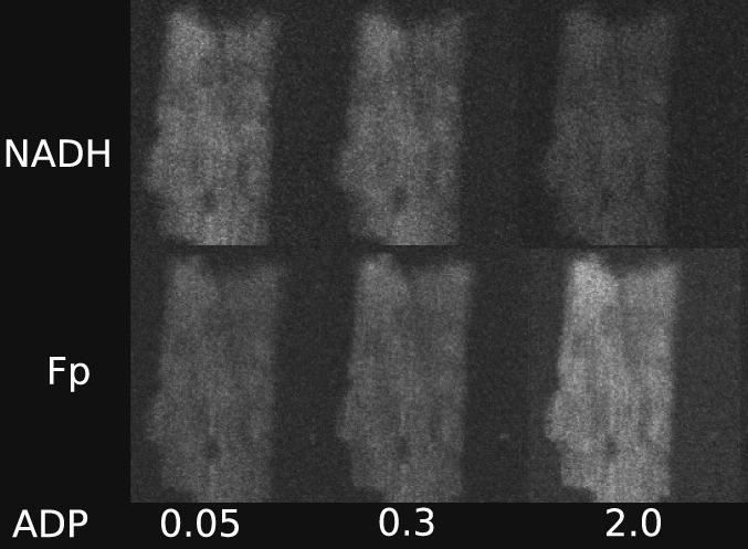 Permeabilized rat cardiomyocyte response demonstrates intracellular origin of diffusion obstacles