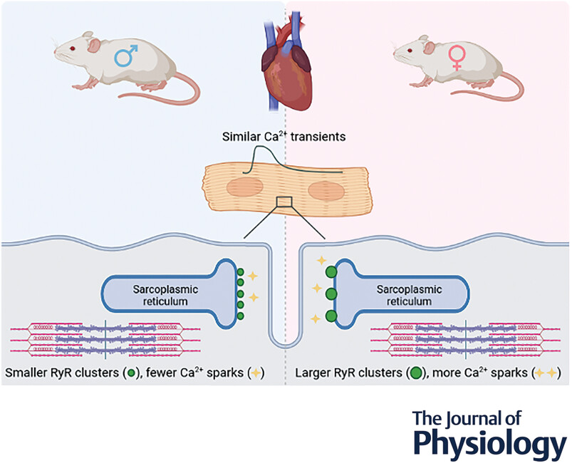Cardiomyocytes from female compared to male mice have larger ryanodine receptor clusters and higher calcium spark frequency